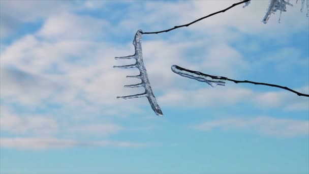 Hielo en el árbol — Vídeos de Stock