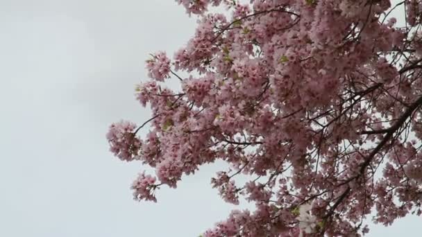 Flores de cerezo — Vídeos de Stock