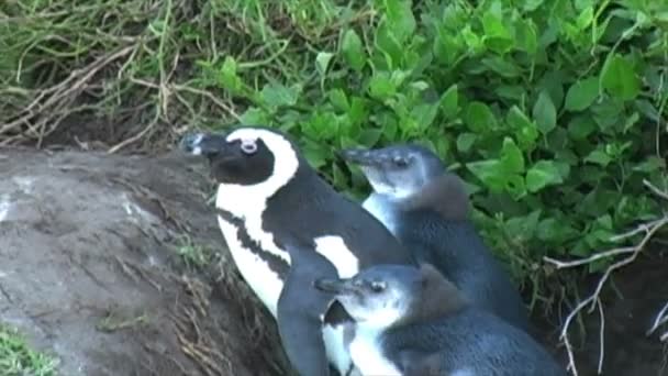 Pingüinos en las rocas por el océano — Vídeo de stock