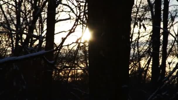 Neige fraîche dans la forêt — Video