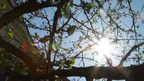 Cultiver de nouvelles feuilles sur l'arbre 