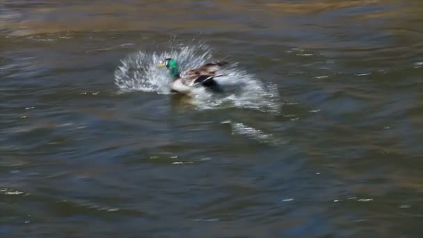 Patos voando e pousando no rio — Vídeo de Stock