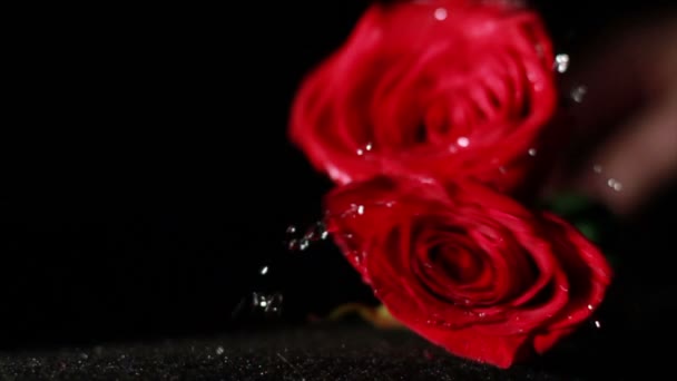 落在慢动作的湿的玫瑰 — 图库视频影像