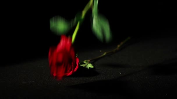 Roses Falling in Slow Motion — Stock Video