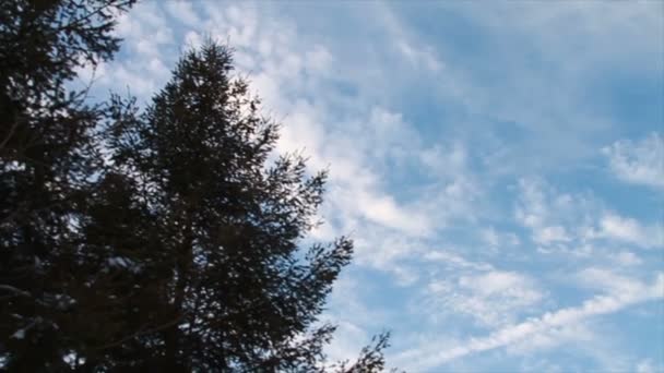 Neige fraîche en forêt — Video