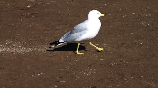 Seagull With Ducks Walking By River — Stock Video