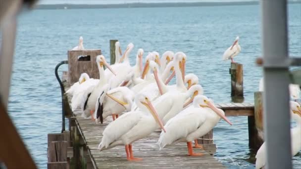 Pelicanos brancos — Vídeo de Stock