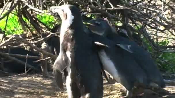 Pingvinek a sziklák az óceán — Stock videók