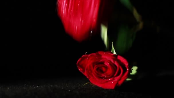 Roses humides tombant au ralenti — Video