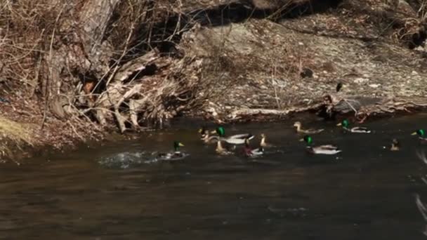 Patos por río en movimiento rápido — Vídeos de Stock