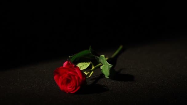 Roses Falling in Slow Motion — Stock Video