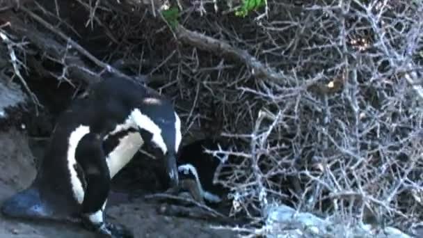 Tučňáci na skalách oceánem — Stock video