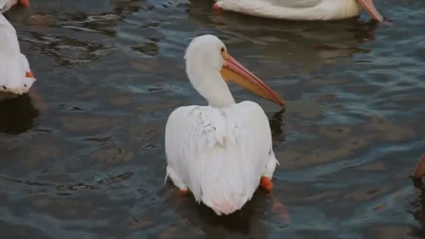 Witte pelikanen — Stockvideo