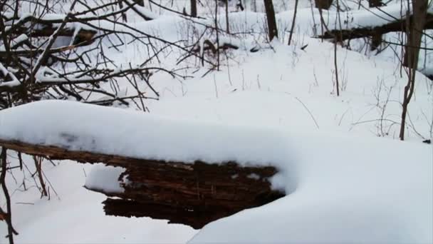 Verse sneeuw in het bos — Stockvideo