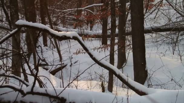 Nysnö i skogen — Stockvideo