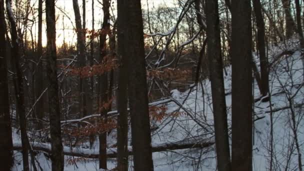 Nieve fresca en el bosque — Vídeos de Stock