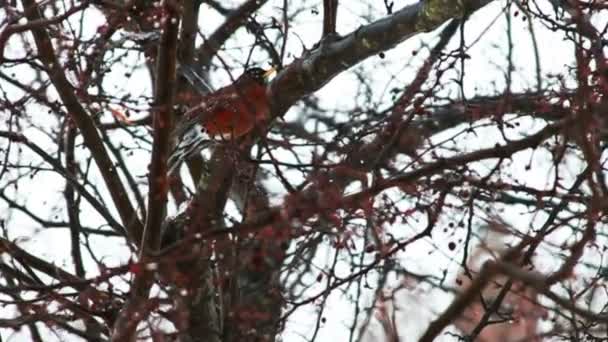 Rode Robin op boom — Stockvideo