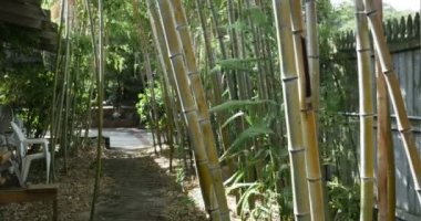 Rüzgarda esen bambu