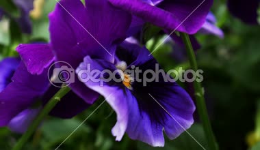 Mor nonoş çiçekleri