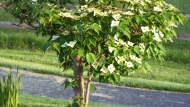 Ağaçtaki çiçekler