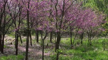 Ağaçlar çiçek doğa ile