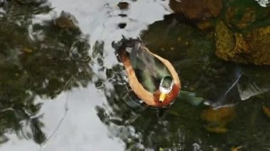 Turuncu ve kahverengi ördek