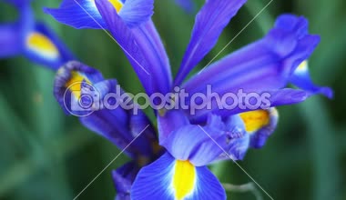 Güzel Mor Çiçekler