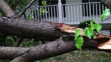 Büyük düşmüş ağaç