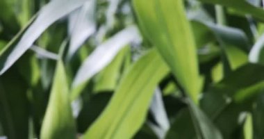 Çiftçi duygu Cornstalk