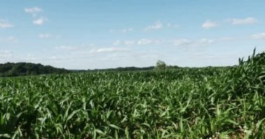 Rüzgarda mısır tarlası