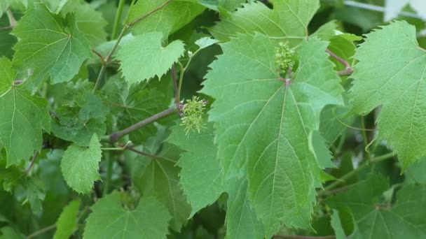 Листя зеленого винограду , — стокове відео