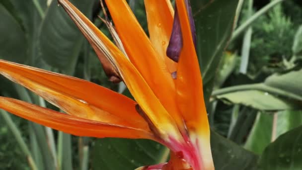 Flor tropical naranja — Vídeo de stock