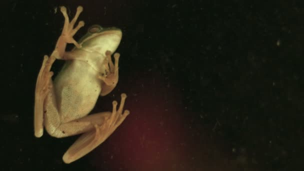 녹색 나무 개구리 — 비디오