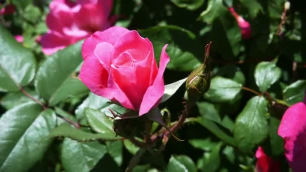 Розы в солнечный день — стоковое видео