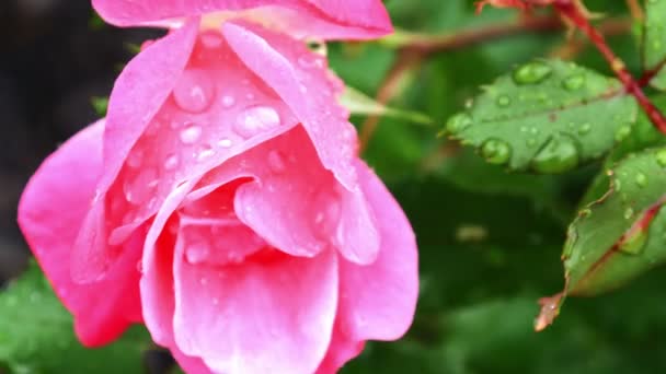 Rose mit Wassertropfen — Stockvideo