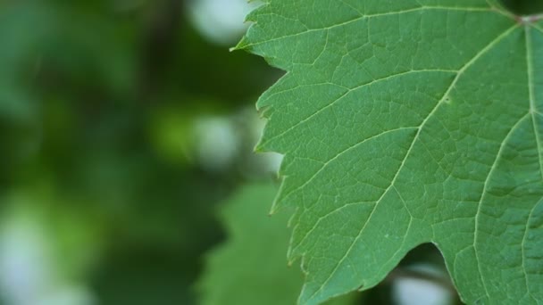 Листя зеленого винограду , — стокове відео