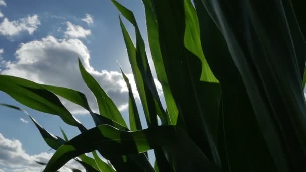 Campo de maíz soplando en el viento — Vídeos de Stock