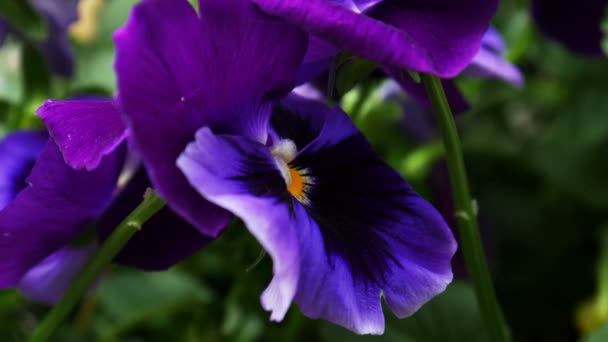 Purple pansy flowers — Stock Video