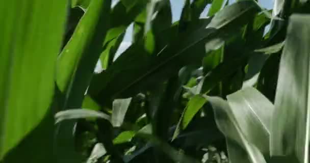 Hareketli yalak mısır tarlası — Stok video