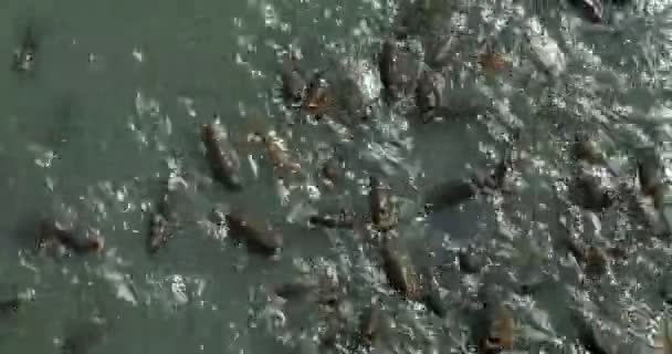 Alimentación de peces en la piscina — Vídeo de stock