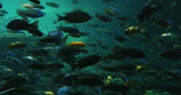 Verschiedene farbenfrohe Fische — Stockvideo