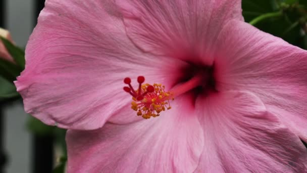 Ansicht Hibiskusblüte — Stockvideo