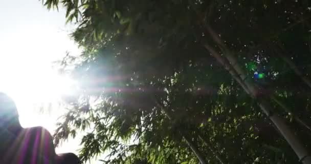 Бамбуковое раздувание на ветру — стоковое видео