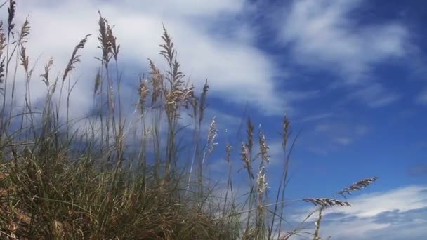 Пляж с длинной травой — стоковое видео