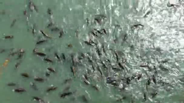Fischfütterung im Pool — Stockvideo