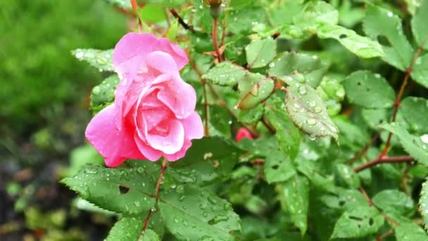 Rosa con gotas de agua — Vídeo de stock