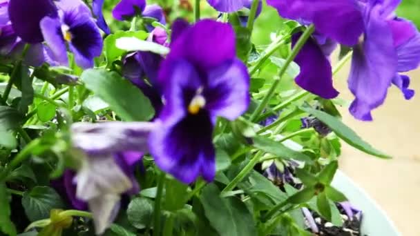 Purple pansy flowers — Stock Video