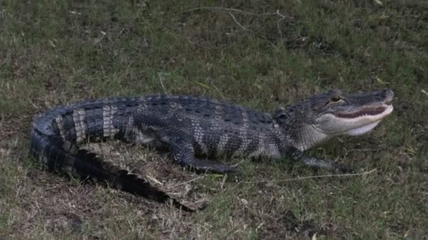 Alligator med öppen mun — Stockvideo