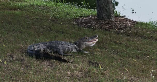 Alligator with Mouth Open — Stock Video
