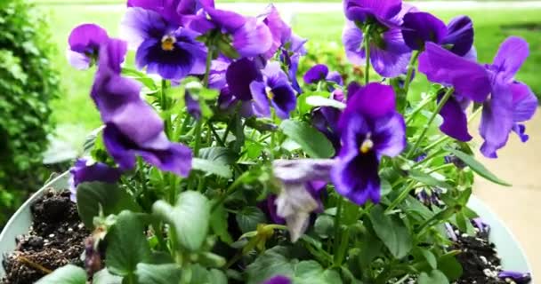 Purple pansy flowers — Stock Video